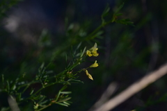 Medicago prostrata