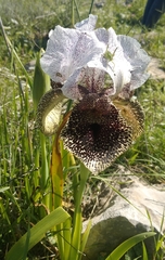 Iris bismarckiana