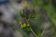 Medicago prostrata