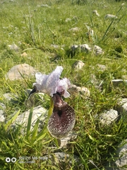 Iris bismarckiana