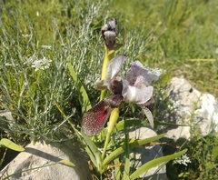 Iris bismarckiana