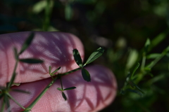 Medicago prostrata