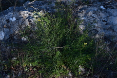 Medicago prostrata