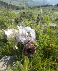 Iris bismarckiana