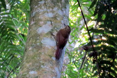 Dendrocolaptes platyrostris