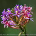 Epidendrum secundum - Photo (c) Leonardo Merçon, μερικά δικαιώματα διατηρούνται (CC BY-NC), uploaded by Leonardo Merçon