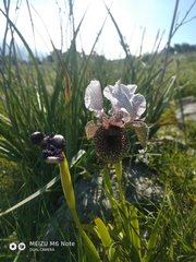 Iris bismarckiana