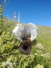 Iris bismarckiana