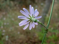 Lactuca tenerrima
