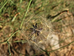 Lactuca tenerrima