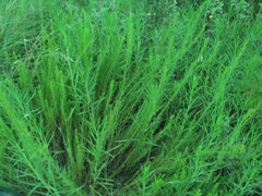 Baccharis ulicina