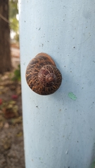 Cornu aspersum