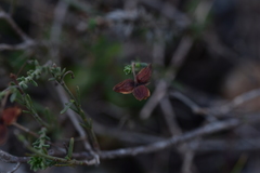 Fumana ericifolia