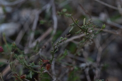 Fumana ericifolia