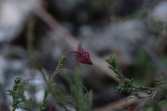 Fumana ericifolia