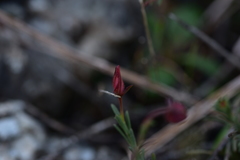 Fumana ericifolia