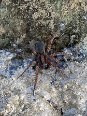 Varacosa