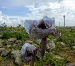 Iris hermona