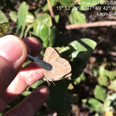 Nhambikuara cerradensis