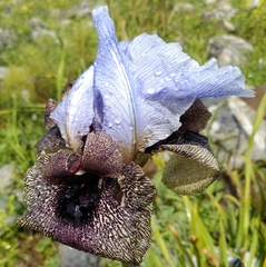 Iris hermona