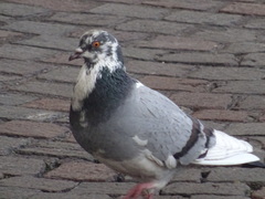 Columba livia domestica