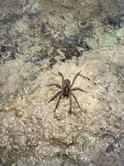 Varacosa