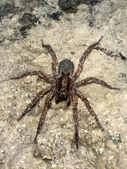 Varacosa