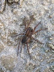 Varacosa