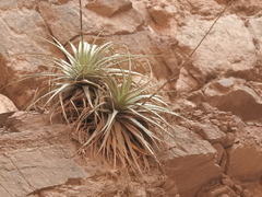 Deuterocohnia