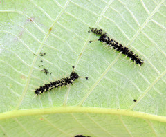 Colobura dirce
