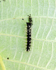 Colobura dirce
