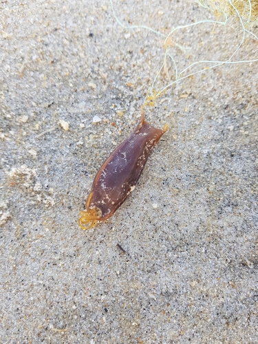 photo of Small-spotted Catshark (Scyliorhinus canicula)