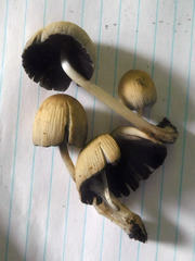 Coprinellus truncorum