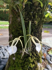 Brassavola nodosa