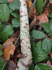 Lecanora conizaeoides