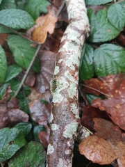 Lecanora conizaeoides