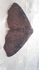 Achrosis rondelaria