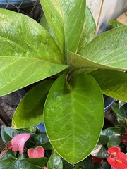 Anthurium jenmanii