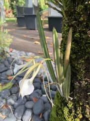Brassavola nodosa