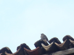 Phoenicurus ochruros