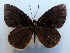 Hades noctula