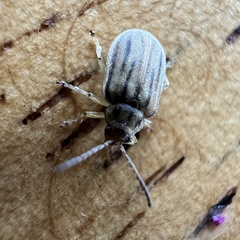 Ophraella notulata