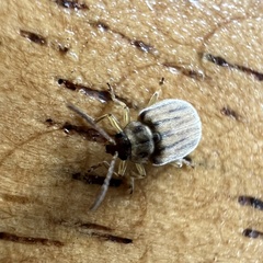 Ophraella notulata