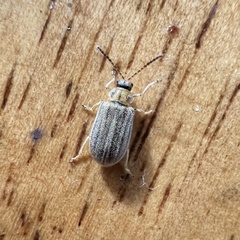 Ophraella notulata