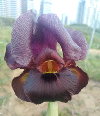 Iris atropurpurea