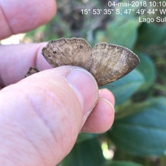 Yphthimoides straminea