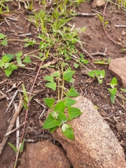 Chenopodieae