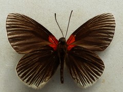 Hades noctula
