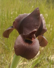 Iris atrofusca