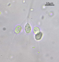 Codosiga